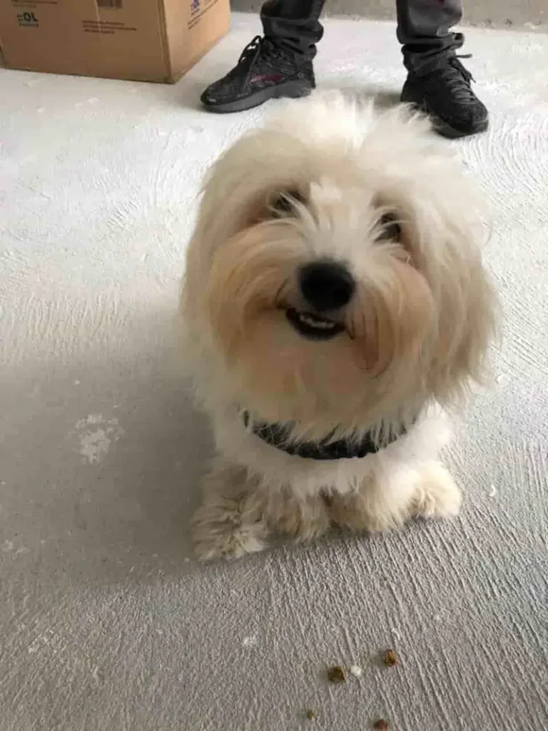 SkyTC founder's pet dog Murphy smiling and acting as the official chief tester for pet tech reviews.