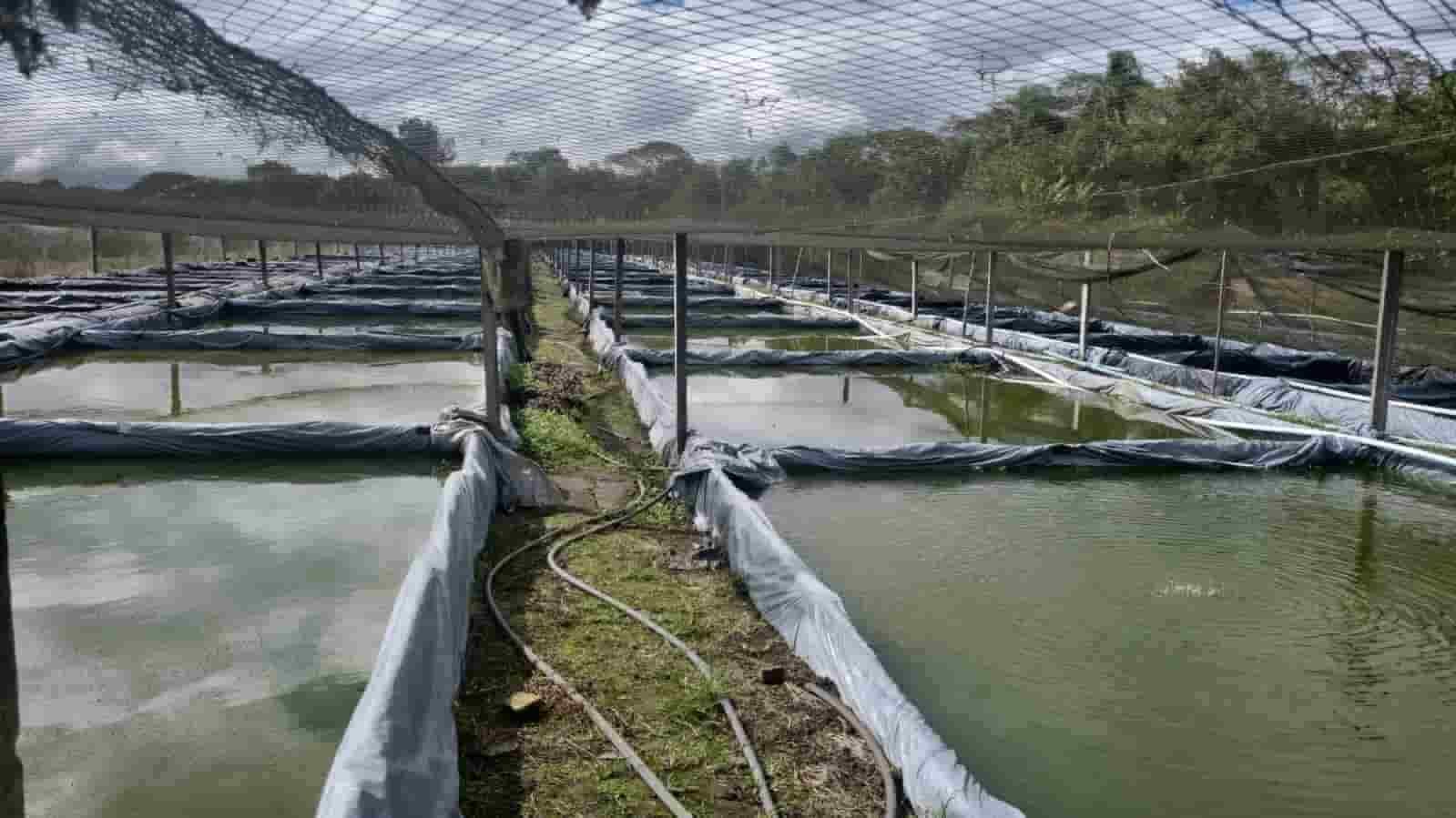 Macro scale commercial open mud pond goldfish grow out setup layout