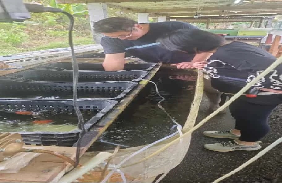 Direct alliance between SkyTC team and master bloodline goldfish wholesale breeder