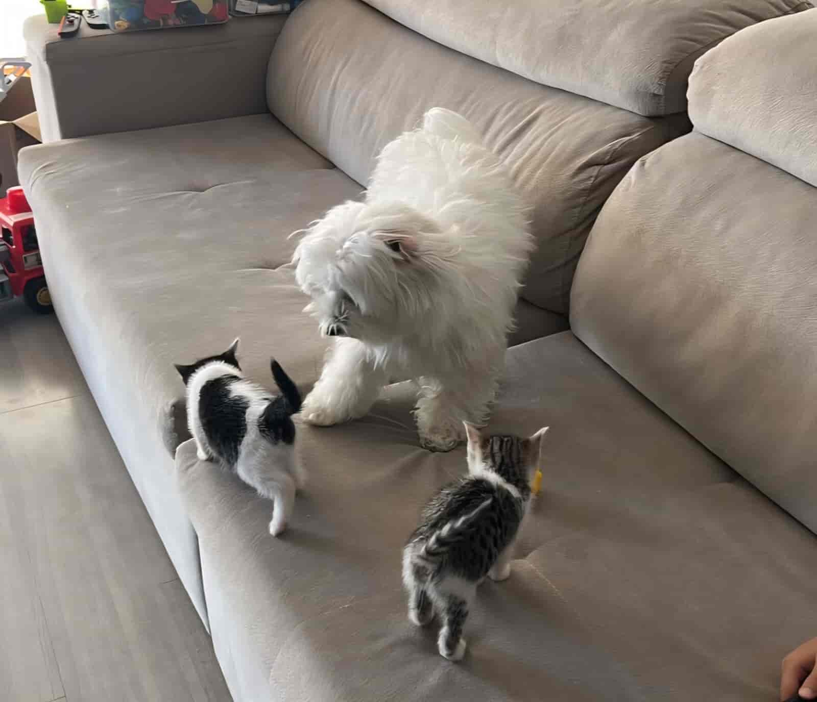 White long-haired dog Murphy observing two small kittens on a beige couch during real-world Pet-Tech product evaluation.